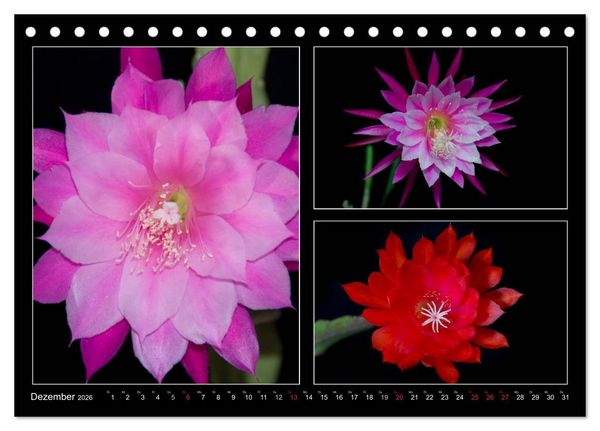 Produktbild: Epiphyllum-Hybriden (Tischkalender 2026 DIN A5 quer), CALVENDO Monatskalender