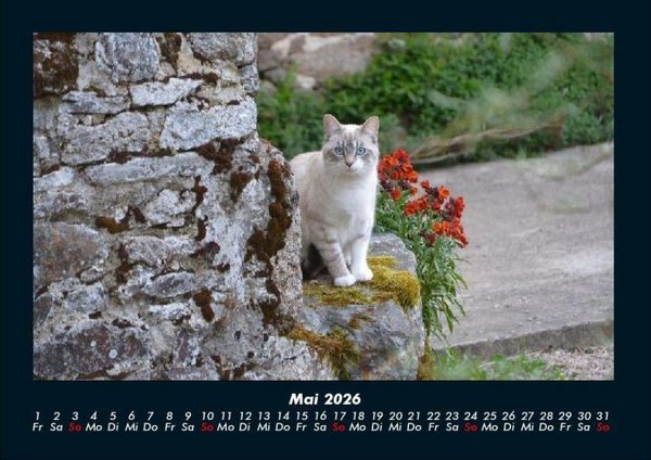 Produktbild: Haustierkalender 2026 Fotokalender DIN A4