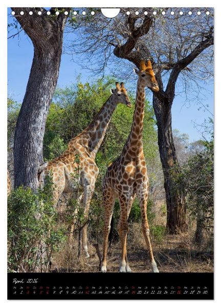 Produktbild: S&uuml;dafrika - Sehenswerte Panorama Route (Wandkalender 2026 DIN A4 hoch), CALVENDO Monatskalender