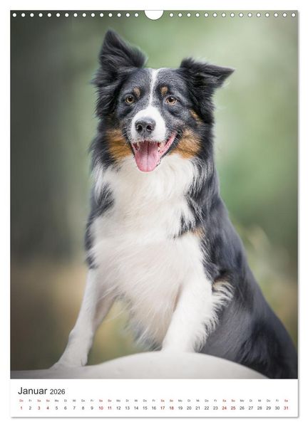 Produktbild: Hunde - Unsere treuen Wegbegleiter. (Wandkalender 2026 DIN A3 hoch), CALVENDO Monatskalender