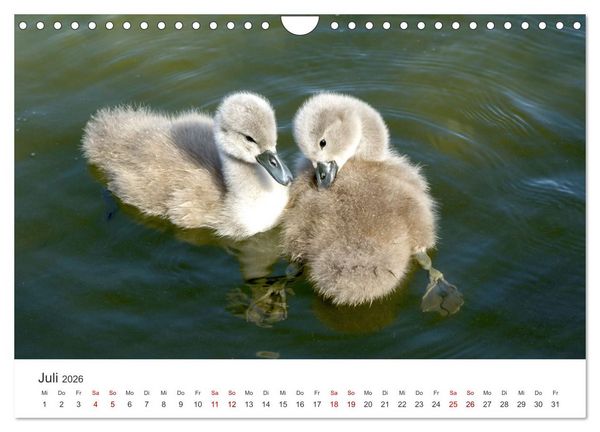 Produktbild: Schw&auml;ne - Prachtvolle Federkleider. (Wandkalender 2026 DIN A4 quer), CALVENDO Monatskalender