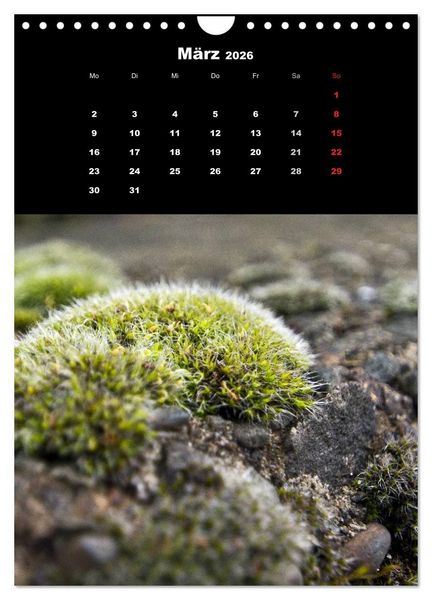 Produktbild: Die Welt der Moose. Ein Blick nach unten (Wandkalender 2026 DIN A4 hoch), CALVENDO Monatskalender