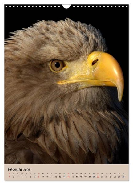 Produktbild: Raubv&ouml;gel - Die J&auml;ger der L&uuml;fte (Wandkalender 2026 DIN A3 hoch), CALVENDO Monatskalender