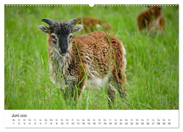 Produktbild: Sch&ouml;ne Schafe (Wandkalender 2026 DIN A2 quer), CALVENDO Monatskalender