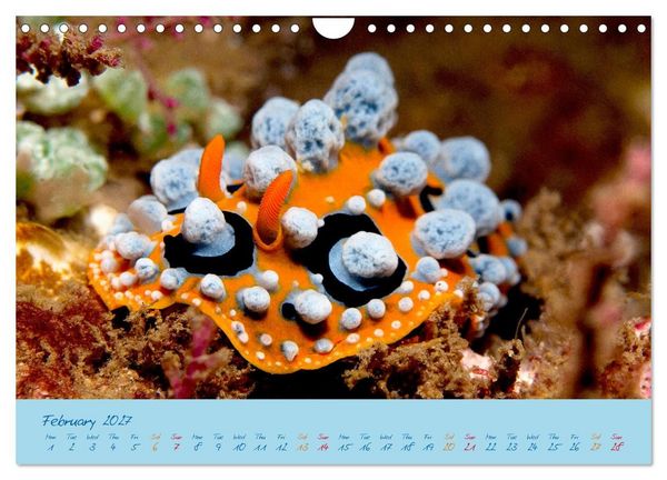 Produktbild: Sea Slugs - Little Wonders - Pure Beauties (Wall Calendar 2027 DIN A4 landscape), CALVENDO 12 Month Wall Calendar