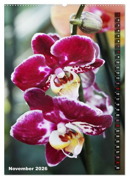 Produktbild: Freude an Orchideen (hochwertiger Premium Wandkalender 2026 DIN A2 hoch), Kunstdruck in Hochglanz