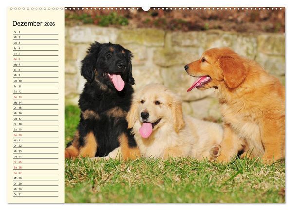 Produktbild: Mein bester Freund - Der Hovawart (Wandkalender 2026 DIN A2 quer), CALVENDO Monatskalender