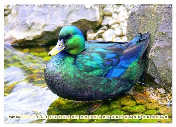 Produktbild: Enten. Beliebt, h&uuml;bsch und imposant (Wandkalender 2026 DIN A3 quer), CALVENDO Monatskalender