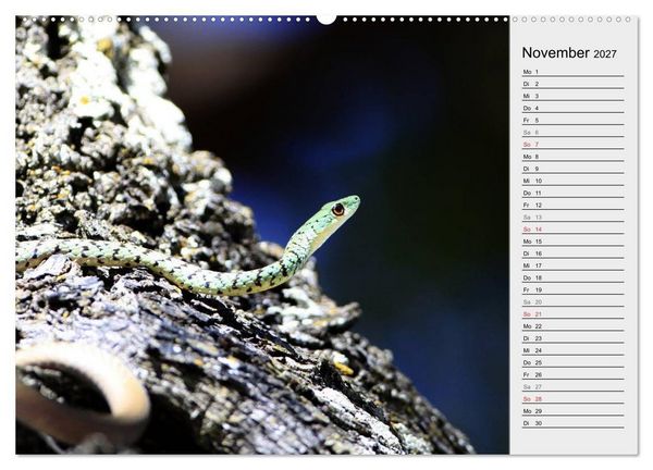 Produktbild: Gef&auml;hrliche Schlangen (hochwertiger Premium Wandkalender 2027 DIN A2 quer), Kunstdruck in Hochglanz