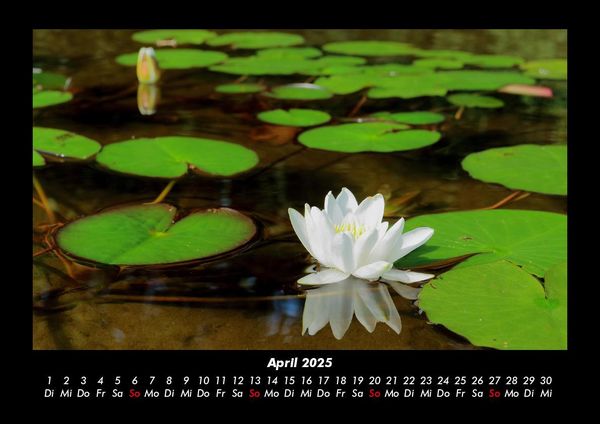 Produktbild: Rosen-Kalender 2025 Fotokalender DIN A3