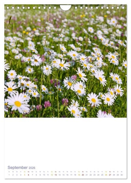 Produktbild: Sch&ouml;ne Wegwarten. Heimische Heilpflanzen am Wegesrand (Wandkalender 2026 DIN A4 hoch), CALVENDO Monatskalender