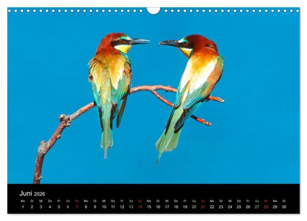 Produktbild: V&ouml;gel (Wandkalender 2026 DIN A3 quer), CALVENDO Monatskalender