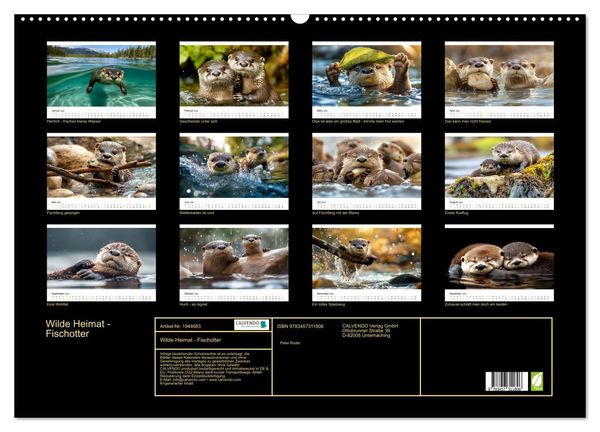 Produktbild: Wilde Heimat - Fischotter (Wandkalender 2026 DIN A2 quer), CALVENDO Monatskalender