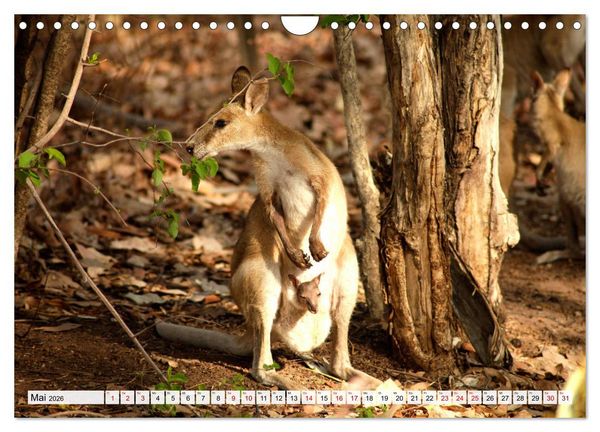 Produktbild: Australien - Northern Territory (Wandkalender 2026 DIN A4 quer), CALVENDO Monatskalender