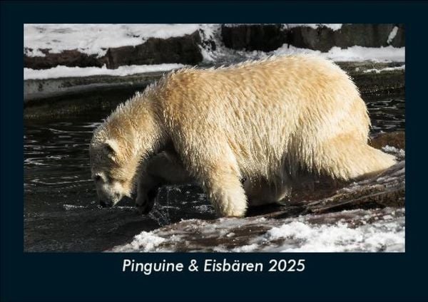 Produktbild: Pinguine & Eisb&auml;ren 2025 Fotokalender DIN A5