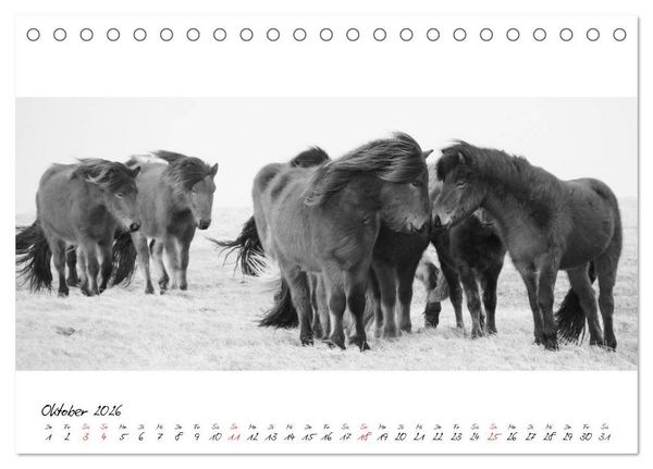 Produktbild: Islandpferde von Brimilsvellir (Tischkalender 2026 DIN A5 quer), CALVENDO Monatskalender