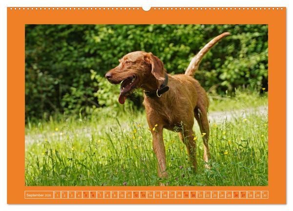Produktbild: Faszination Magyar Vizsla (Wandkalender 2026 DIN A2 quer), CALVENDO Monatskalender
