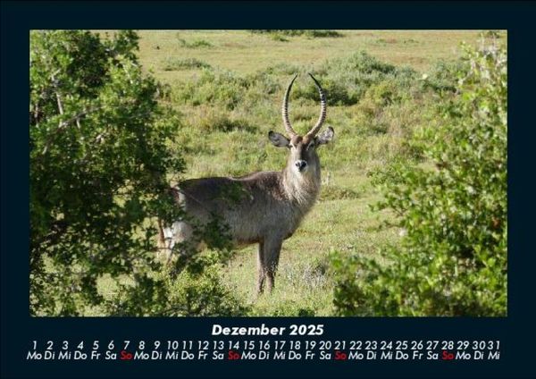Produktbild: Welt der Tiere 2025 Fotokalender DIN A5