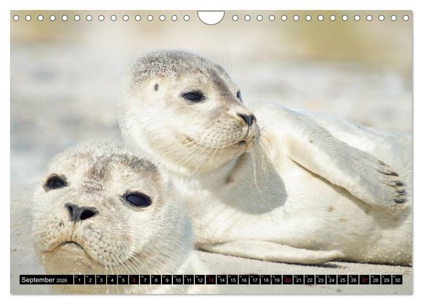 Produktbild: Robben an der Nordsee (Wandkalender 2026 DIN A4 quer), CALVENDO Monatskalender