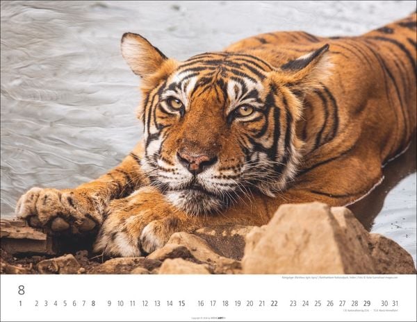 Produktbild: Tiger Kalender 2027