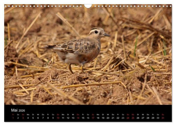 Produktbild: Limikolen Watv&ouml;gel auf dem Zug (Wandkalender 2026 DIN A3 quer), CALVENDO Monatskalender
