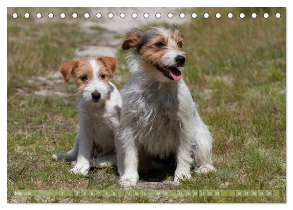Produktbild: Faszination Terrier (Tischkalender 2026 DIN A5 quer), CALVENDO Monatskalender