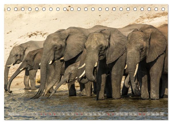 Produktbild: Elefanten in Afrika - Die mit den gro&szlig;en Ohren (Tischkalender 2026 DIN A5 quer), CALVENDO Monatskalender
