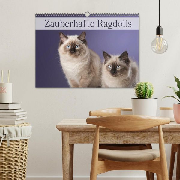 Produktbild: Zauberhafte Ragdolls / Geburtstagskalender (Wandkalender 2026 DIN A3 quer), CALVENDO Monatskalender
