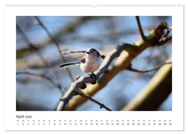 Produktbild: Gefiederte Garteng&auml;ste, Schwanzmeisen (hochwertiger Premium Wandkalender 2026 DIN A2 quer), Kunstdruck in Hochglanz