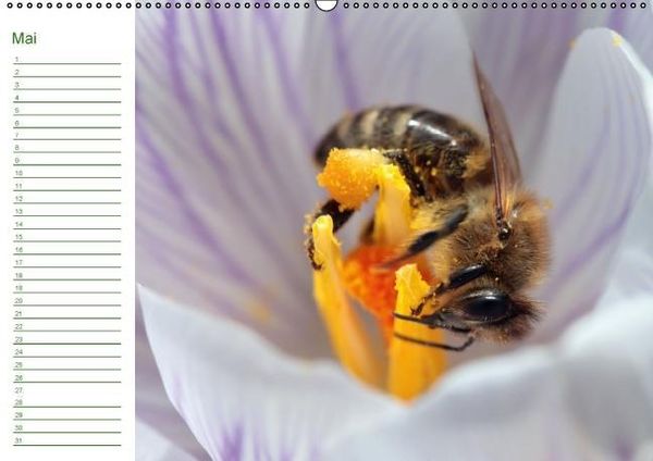 Produktbild: Bienen - Emsige Helfer (Wandkalender immerw&auml;hrend DIN A2 quer)