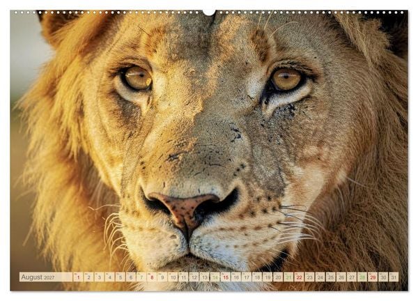 Produktbild: Die Augen der Wildnis (hochwertiger Premium Wandkalender 2027 DIN A2 quer), Kunstdruck in Hochglanz