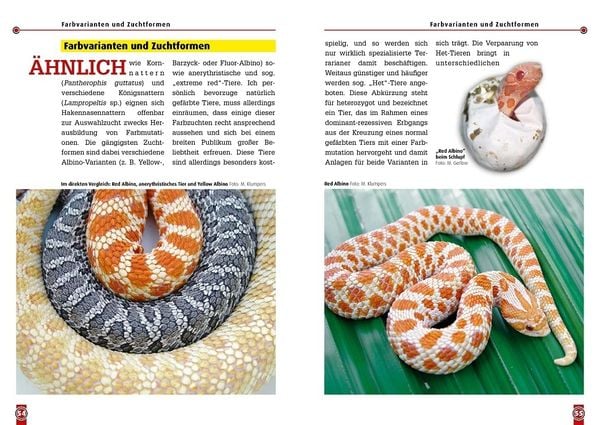 Produktbild: Die Westliche Hakennasennatter