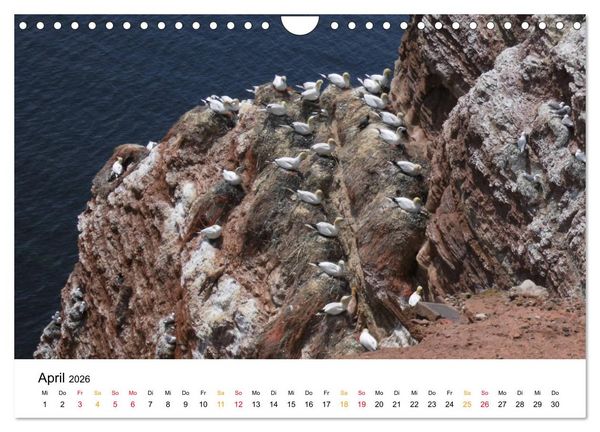 Produktbild: Helgoland Kalender (Wandkalender 2026 DIN A4 quer), CALVENDO Monatskalender