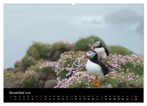 Produktbild: Papageientaucher 2026 (Wandkalender 2026 DIN A2 quer), CALVENDO Monatskalender