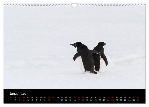 Produktbild: Pinguine - sympathische Fracktr&auml;ger im eisigen S&uuml;den (Wandkalender 2026 DIN A3 quer), CALVENDO Monatskalender