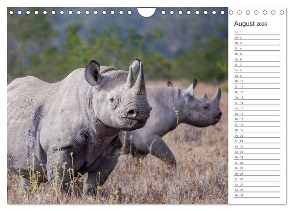 Produktbild: Emotionale Momente: Nash&ouml;rner (Wandkalender 2026 DIN A4 quer), CALVENDO Monatskalender