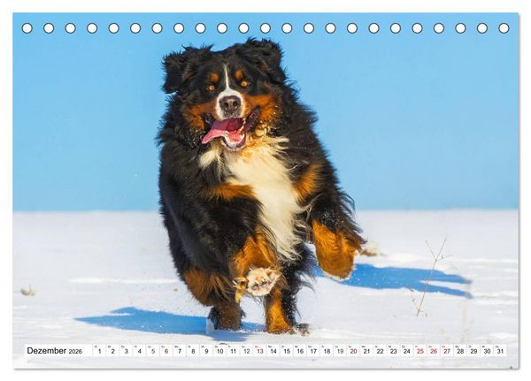 Produktbild: Faszinierende Sch&ouml;nheit Berner Sennenhund (Tischkalender 2026 DIN A5 quer), CALVENDO Monatskalender