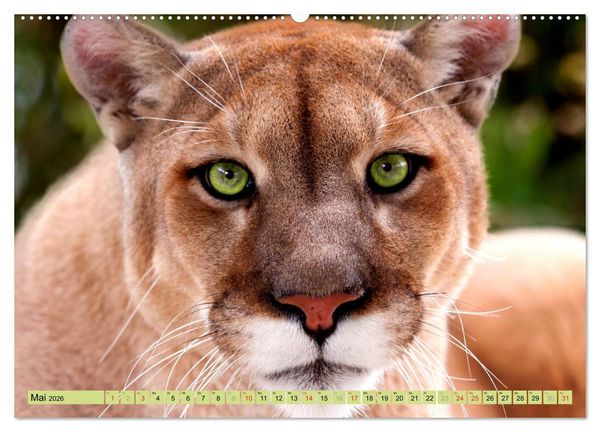 Produktbild: Tiere Schau mir in die Augen (Wandkalender 2026 DIN A2 quer), CALVENDO Monatskalender