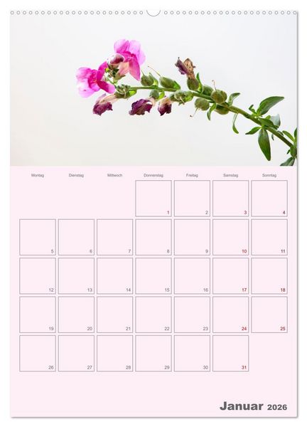 Produktbild: Blumenmetamorphosen (Wandkalender 2026 DIN A2 hoch), CALVENDO Monatskalender