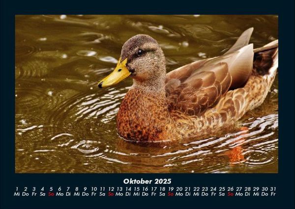 Produktbild: Enten 2025 Fotokalender DIN A4