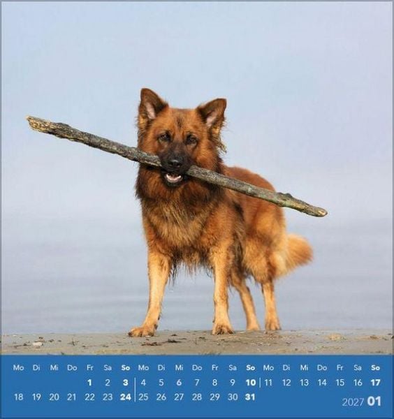 Produktbild: Hunde 2027