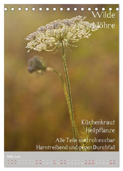 Produktbild: Unkr&auml;uter - N&uuml;tzliche Wildpflanzen auf der Wiese (Tischkalender 2026 DIN A5 hoch), CALVENDO Monatskalender