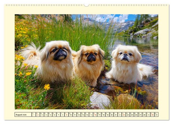 Produktbild: Zauberhafte Pekinesen. Charmante und stolze Hunde zum Verlieben (Wandkalender 2026 DIN A2 quer), CALVENDO Monatskalender