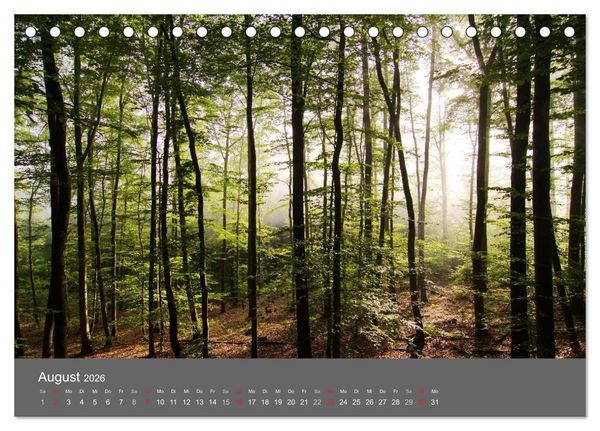 Produktbild: B&auml;ume (Tischkalender 2026 DIN A5 quer), CALVENDO Monatskalender