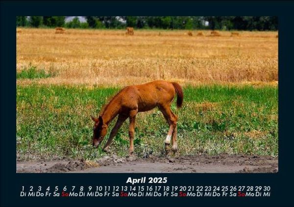 Produktbild: Pferde Kalender 2025 Fotokalender DIN A5