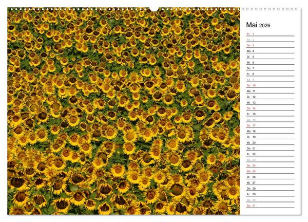 Produktbild: Ein Jahr lang Sonnenblumen (hochwertiger Premium Wandkalender 2026 DIN A2 quer), Kunstdruck in Hochglanz