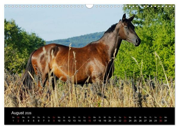 Produktbild: Faszinierende Pferde 2026 (Wandkalender 2026 DIN A3 quer), CALVENDO Monatskalender