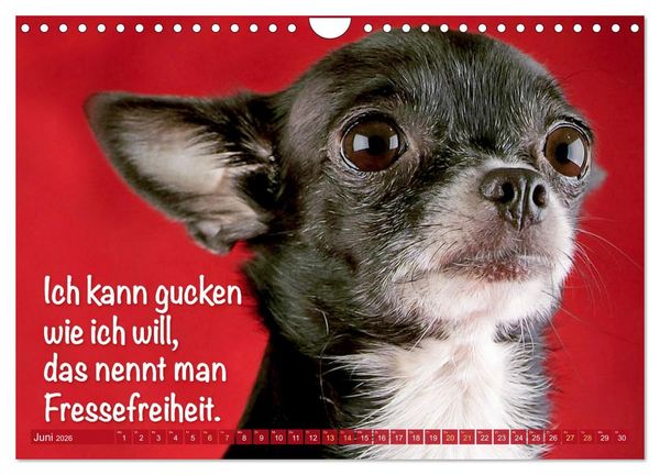Produktbild: Chihuahua: Kleine Hunde, aber oho (Wandkalender 2026 DIN A4 quer), CALVENDO Monatskalender