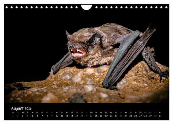 Produktbild: Flederm&auml;use - kleine Vampire (Wandkalender 2026 DIN A4 quer), CALVENDO Monatskalender