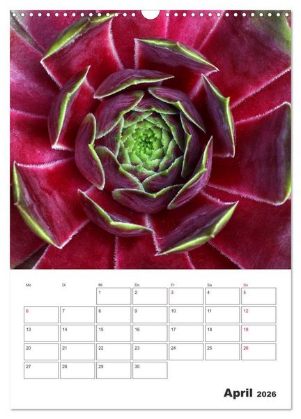 Produktbild: Ich liebe Sempervivum (Wandkalender 2026 DIN A3 hoch), CALVENDO Monatskalender